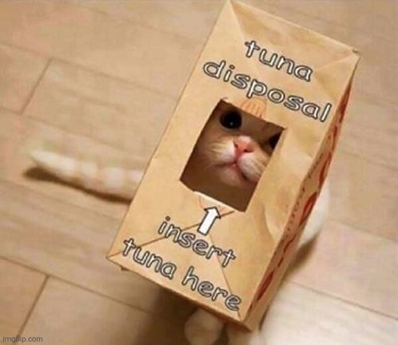 WORKS FOR MOST CATS | image tagged in cats,funny cats | made w/ Imgflip meme maker