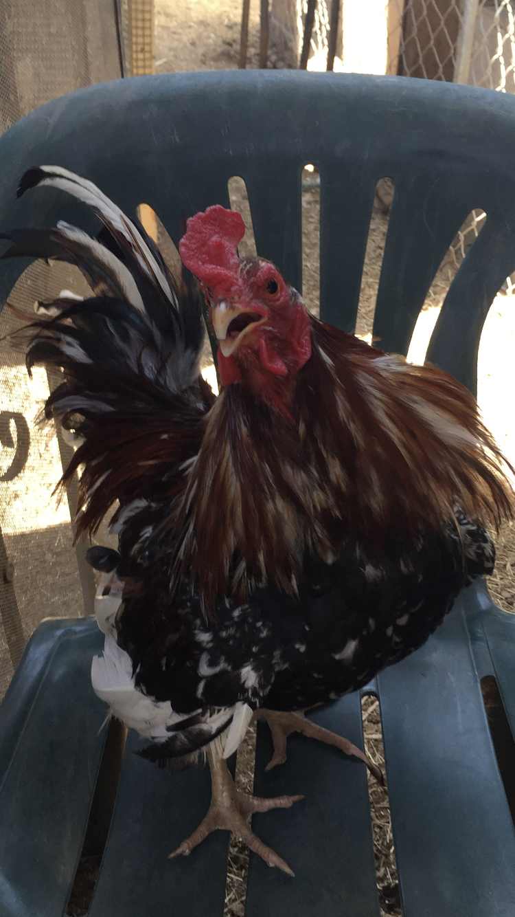 My Baby Chickolin Blank Meme Template