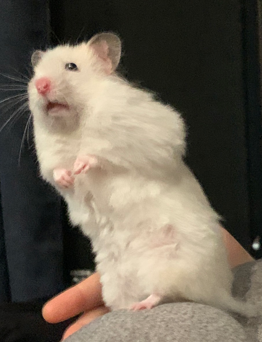 Coconut Hambam Blank Meme Template