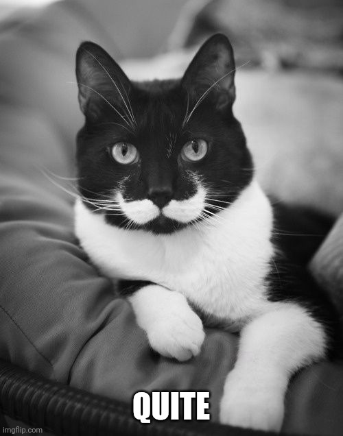 mustache cat | QUITE | image tagged in mustache cat | made w/ Imgflip meme maker