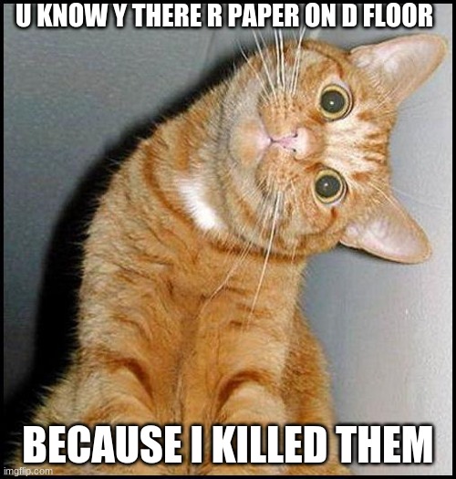 Killing paper | U KNOW Y THERE R PAPER ON D FLOOR; BECAUSE I KILLED THEM | image tagged in stupid cat | made w/ Imgflip meme maker