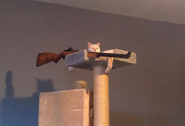 Cat holding gun Blank Meme Template