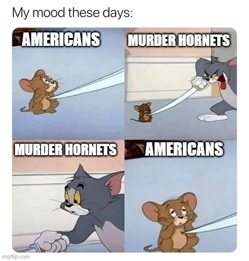 Tom and Jerry Murder Hornets | MURDER HORNETS; AMERICANS; MURDER HORNETS; AMERICANS | image tagged in my mood these days | made w/ Imgflip meme maker