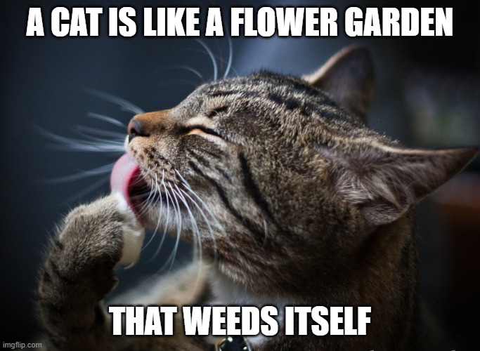 Cat Flower Garden | A CAT IS LIKE A FLOWER GARDEN; THAT WEEDS ITSELF | image tagged in cat,licking,flower | made w/ Imgflip meme maker
