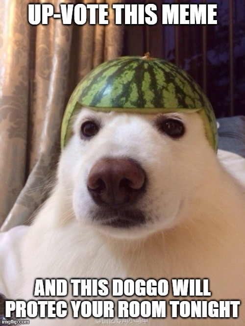 helmet doggo protec ur room | UP-VOTE THIS MEME; AND THIS DOGGO WILL PROTEC YOUR ROOM TONIGHT | image tagged in dog | made w/ Imgflip meme maker