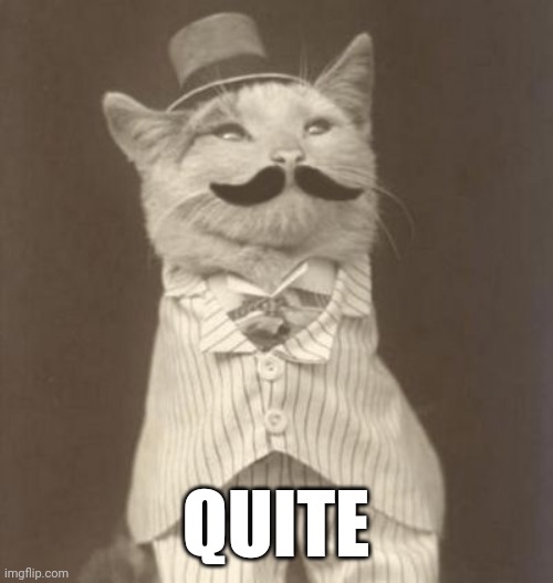 Moustache cat posh | QUITE | image tagged in moustache cat posh | made w/ Imgflip meme maker