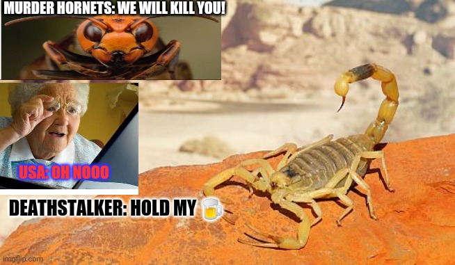 Egyptian deathstalker scorpion | MURDER HORNETS: WE WILL KILL YOU! USA: OH NOOO; DEATHSTALKER: HOLD MY 🍺 | image tagged in egyptian deathstalker scorpion | made w/ Imgflip meme maker