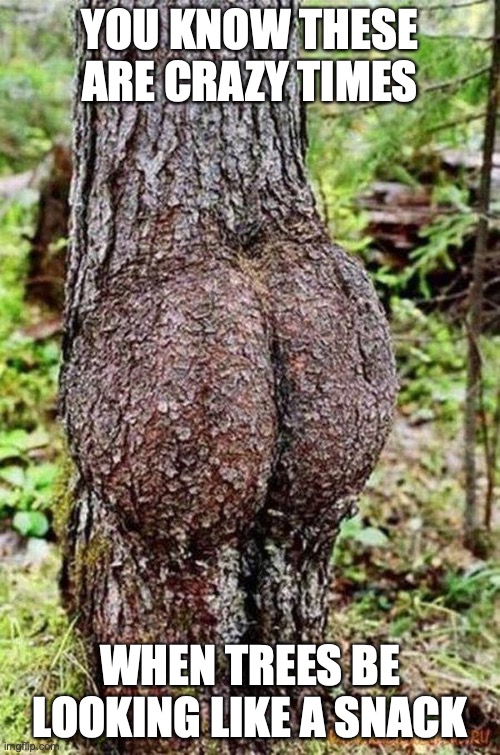 Sexy Tree | YOU KNOW THESE ARE CRAZY TIMES; WHEN TREES BE LOOKING LIKE A SNACK | image tagged in sexy tree | made w/ Imgflip meme maker
