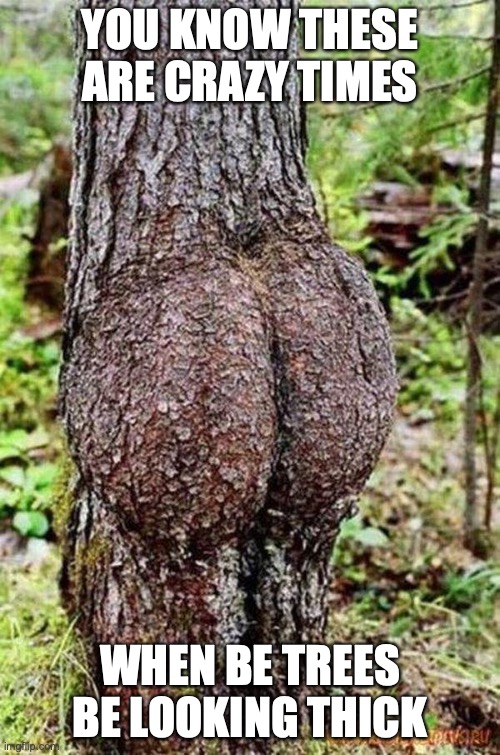 Sexy Tree | YOU KNOW THESE ARE CRAZY TIMES; WHEN BE TREES BE LOOKING THICK | image tagged in sexy tree | made w/ Imgflip meme maker