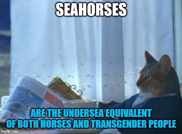 I Should Buy A Boat Cat Meme | SEAHORSES; ARE THE UNDERSEA EQUIVALENT OF BOTH HORSES AND TRANSGENDER PEOPLE | image tagged in memes,i should buy a boat cat,sea,horse,transgender,cat | made w/ Imgflip meme maker