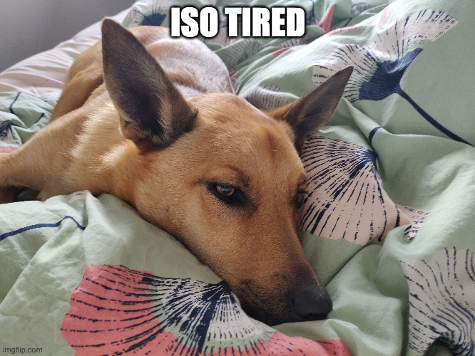 iso tired | ISO TIRED | image tagged in isolation | made w/ Imgflip meme maker