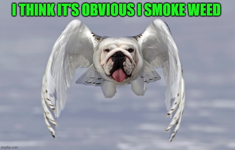 OWL-DOG | I THINK IT'S OBVIOUS I SMOKE WEED | image tagged in owl,dog | made w/ Imgflip meme maker