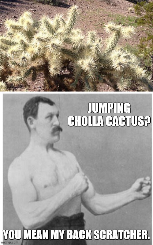 JUMPING CHOLLA CACTUS? YOU MEAN MY BACK SCRATCHER. | image tagged in memes,overly manly man | made w/ Imgflip meme maker