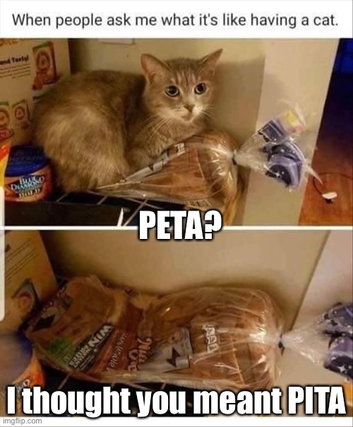 Stole this image from Pinterest | PETA? I thought you meant PITA | image tagged in pinterest,cats,peta,bread | made w/ Imgflip meme maker