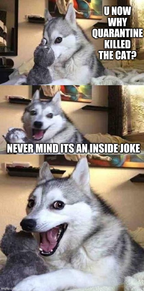 Dog Joke | U NOW WHY QUARANTINE KILLED THE CAT? NEVER MIND ITS AN INSIDE JOKE | image tagged in dog joke | made w/ Imgflip meme maker