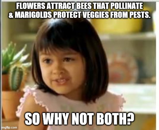 Why not both | FLOWERS ATTRACT BEES THAT POLLINATE  & MARIGOLDS PROTECT VEGGIES FROM PESTS. SO WHY NOT BOTH? | image tagged in why not both | made w/ Imgflip meme maker