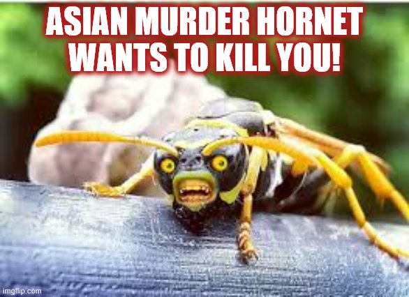 ASIAN MURDER HORNET WANTS TO KILL YOU! | made w/ Imgflip meme maker