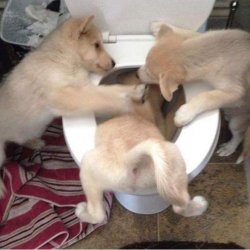 Toilet puppies Meme Template