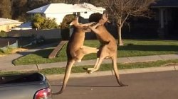 Fighting Kangaroos Meme Template
