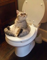 Toilet Cat Meme Template