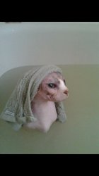 Hairless Cat Bath Meme Template