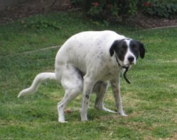 dog pooping intensely Meme Template