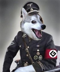 Grammar Police Dog Meme Template
