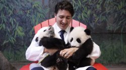 Trudeau pandas Meme Template