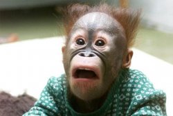 MonkeyShock Meme Template