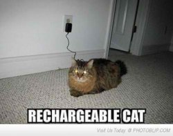 Rechargeable cat Meme Template