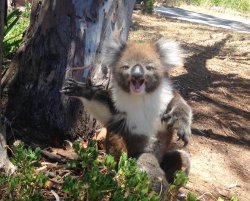 Krazy Koala Meme Template