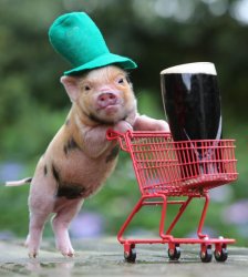 St. Patrick's Pig Meme Template