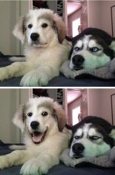 Two Huskies Meme Template