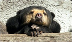 Sad sun bear rain Meme Template