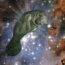 Space Manatee Meme Template