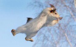 flying squirrel Meme Template