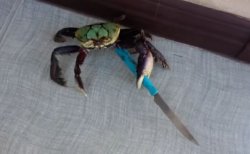 Stabbing Crabby Meme Template