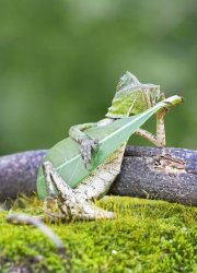 Lizzard playing leaf Meme Template