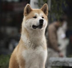 hachiko Meme Template