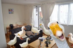 party duck face selfie Meme Template