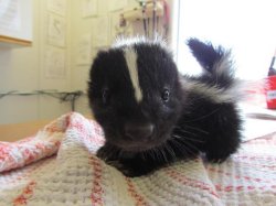 Baby skunk Meme Template