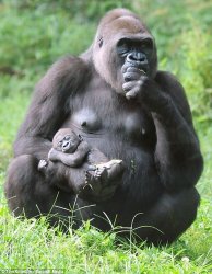 pondering gorilla Meme Template