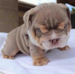 angry puppy Meme Template