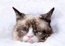 Grumpy cat snow Meme Template