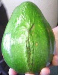 Pussy Avocado Meme Template