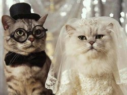 cat wedding Meme Template