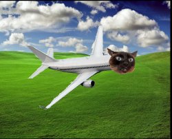 Plane Cat Meme Template