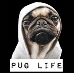 Pug life Meme Template