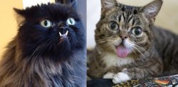 Bipolar Kitties Meme Template