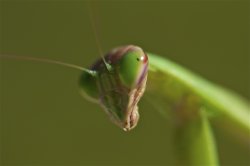 praying mantis Meme Template